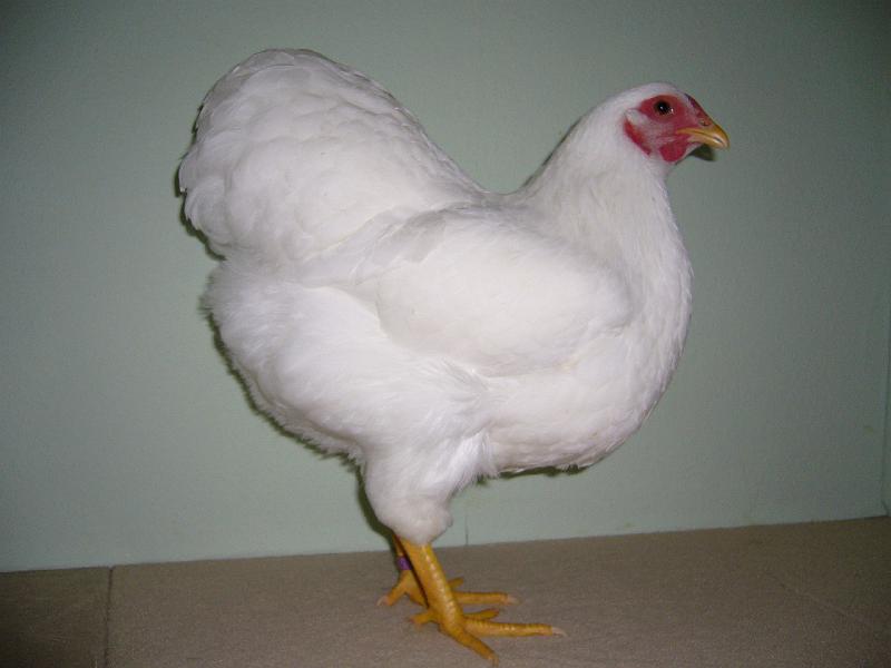 Muenster 2008 652.jpg - Zwerg Wyandotten weiss von Tom Lukas Brennemann Preis V97 LVEJ